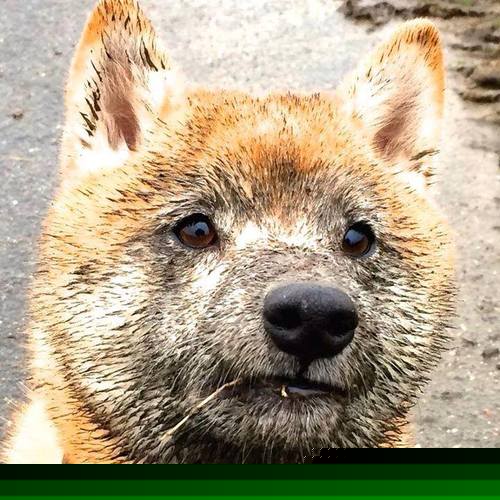 开云官方网-意甲赛季中期伤病风险评估及预防策略探索，意甲技术统计