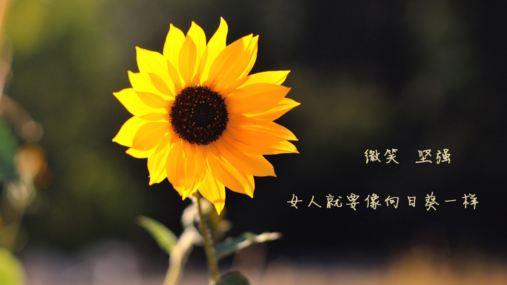 2024国际乒联混合团体世界杯:Chinese Taipei拼尽全力,2024世乒赛