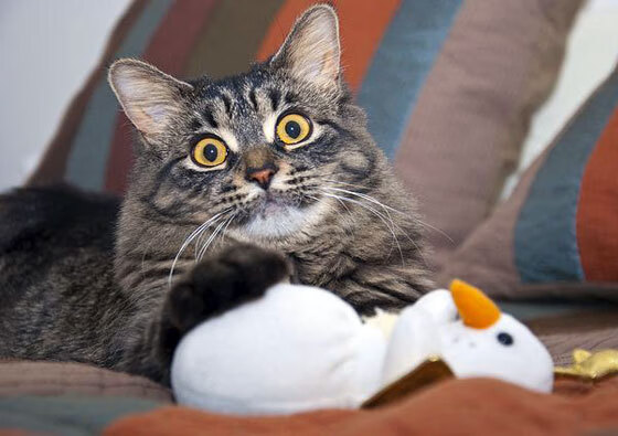 加拿大队如何通过团队配合在国际乒联混合团体世界杯中脱颖而出