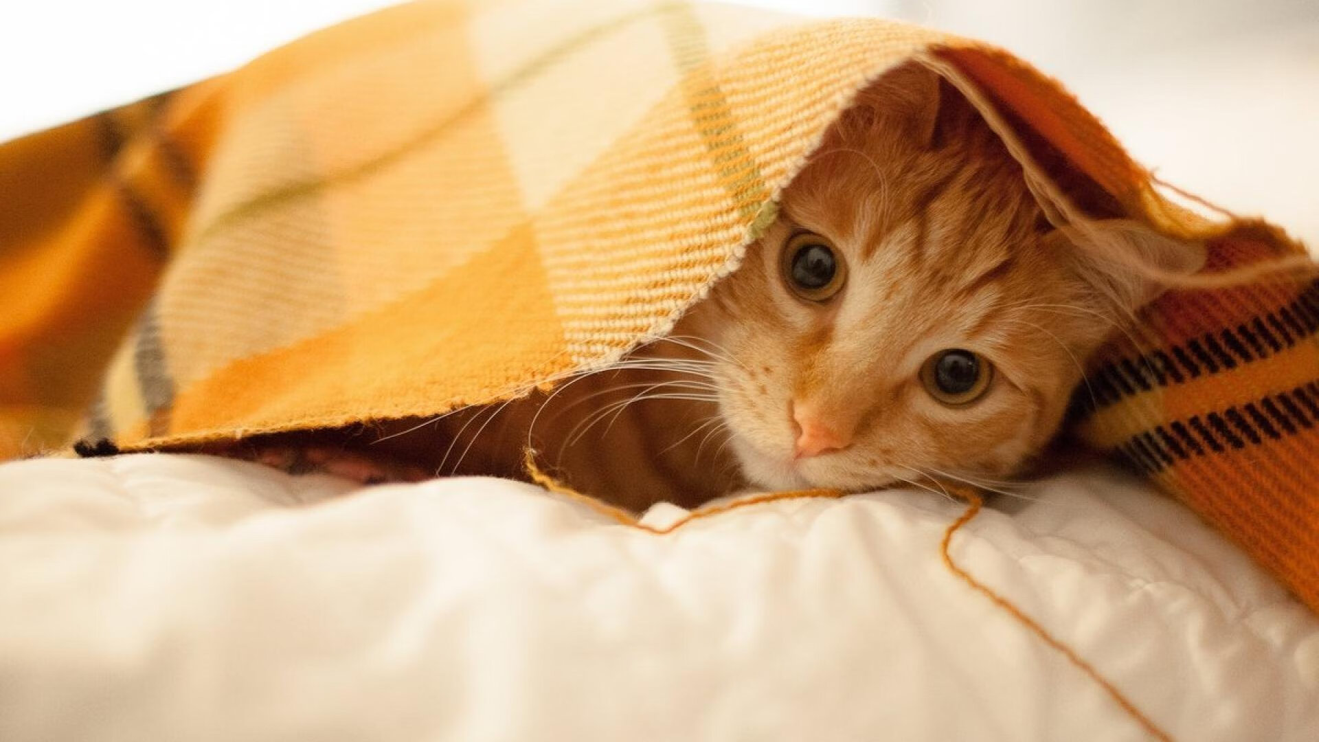 开云体育app注册-国家队在亚冠联赛中迎战 技术细节显实力，亚冠中国队伍