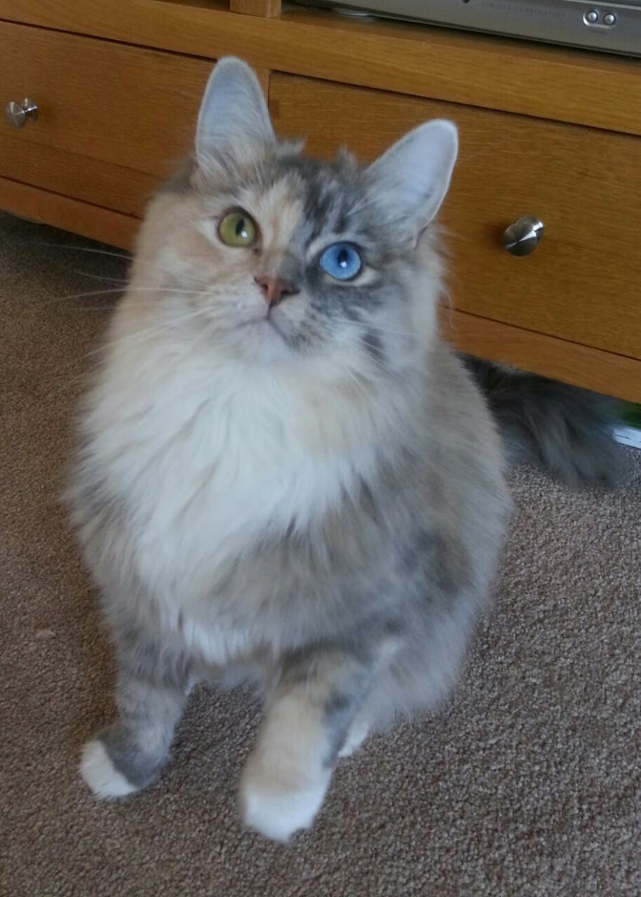 教练暂停前后的节奏差异是否影响进攻质量，教练请求暂停的时间为几秒