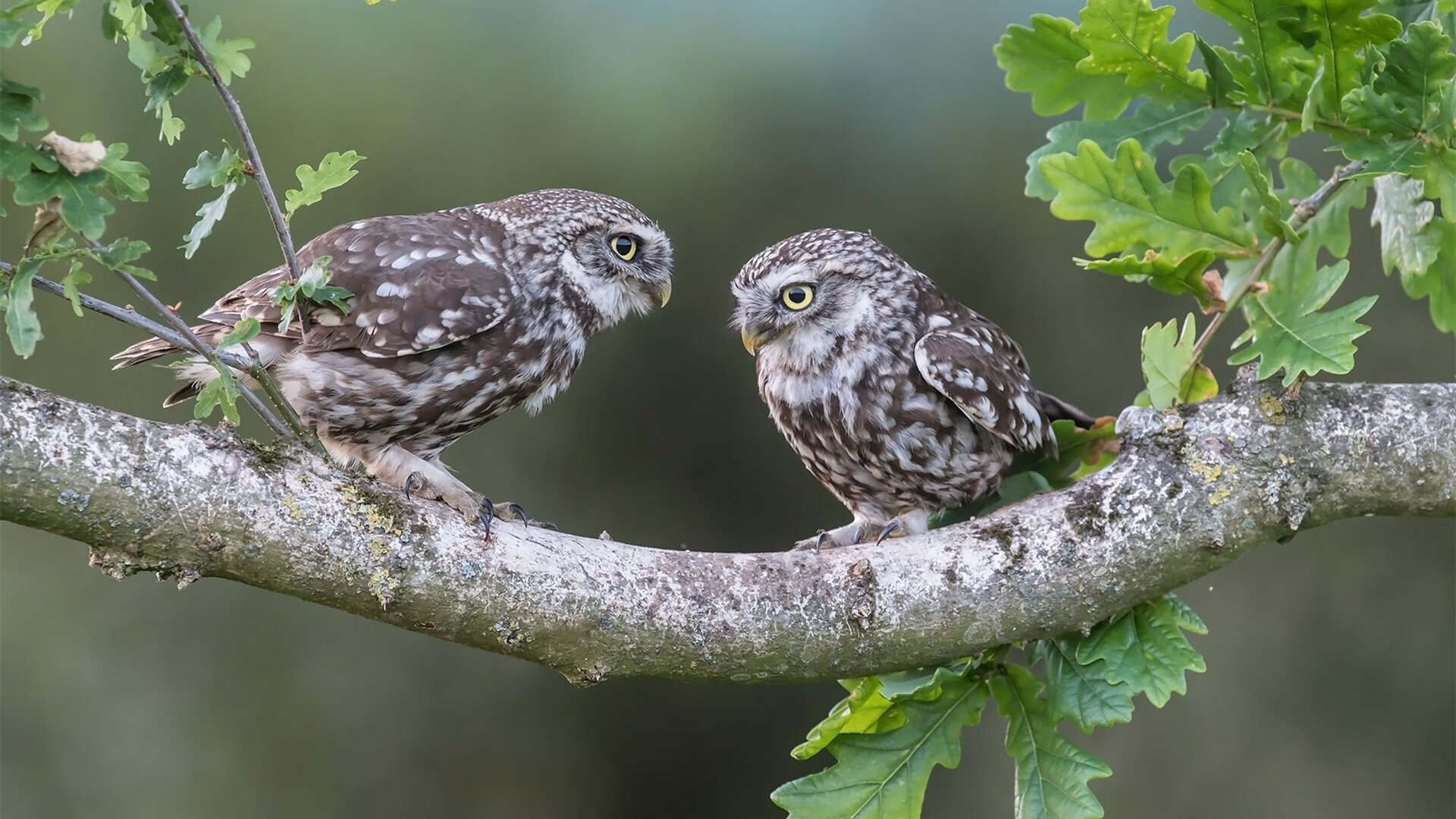 开云app-无球移动空间感强的球员技术特征，无球卡位可以移动吗