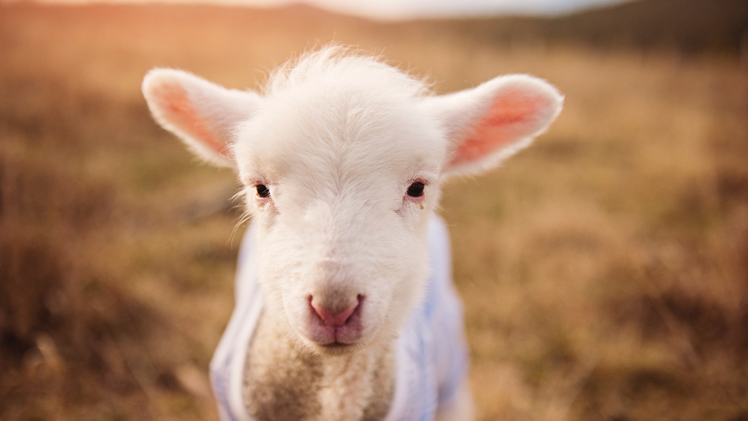 未来挑战:Chinese Taipei团队如何迎接更大国际赛事