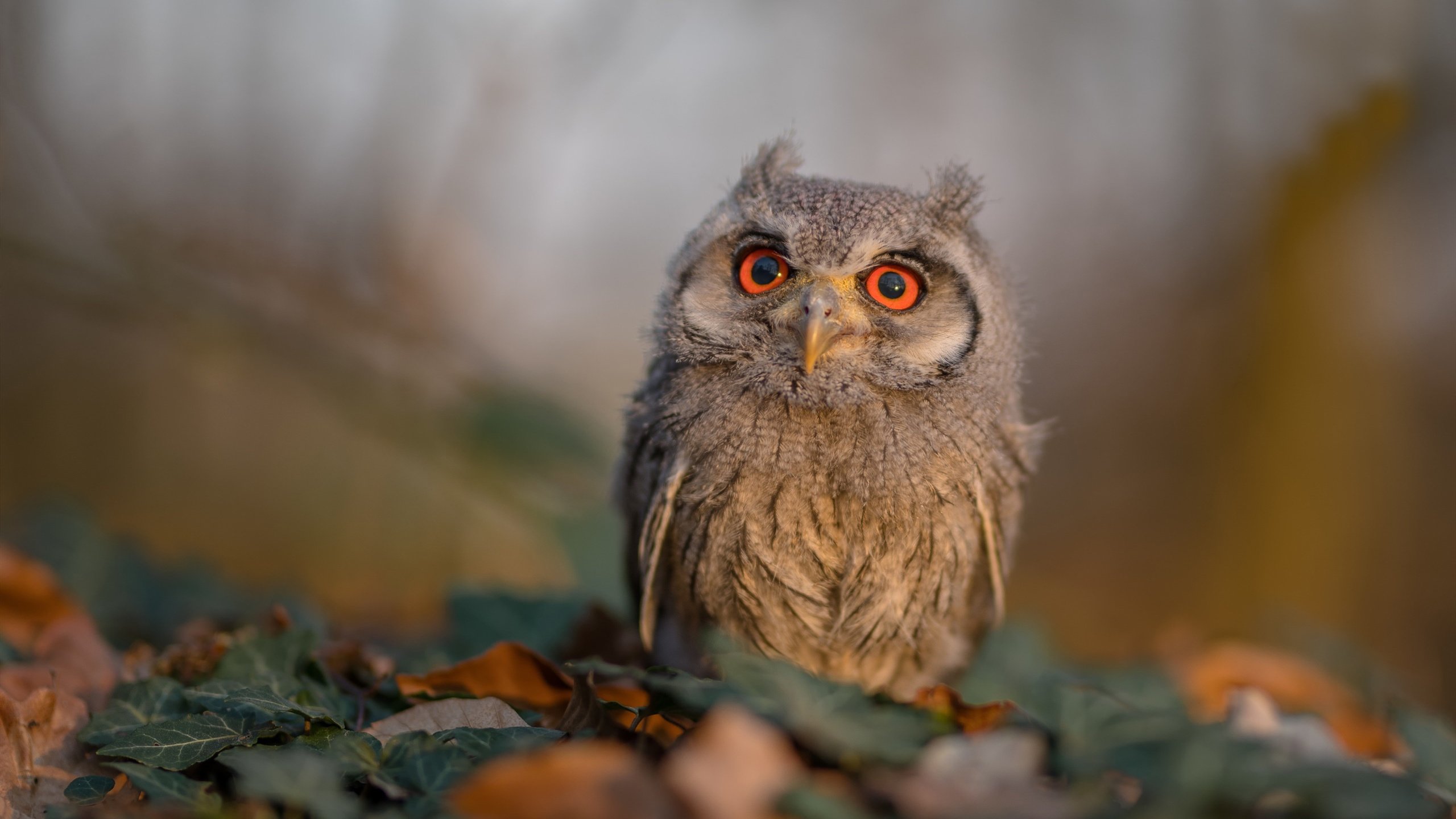 开云体育娱乐-美国队在国际乒联混合团体世界杯中的战术创新与技术结合，美国乒乓球赛事