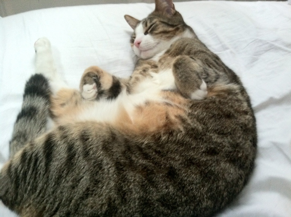 奥运冠军分享训练秘诀，奥运冠军分享训练秘诀视频