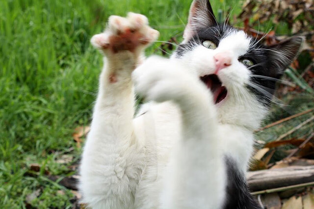 开云体育足球-德甲快攻如潮：瞬秒突破，制造奇迹！，德甲高胜率初盘组合