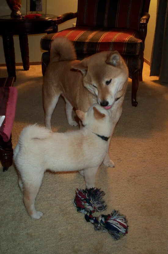 斯洛伐克女篮在欧洲预赛中精彩表现,期待奥运梦想实现,斯洛伐克 欧预赛