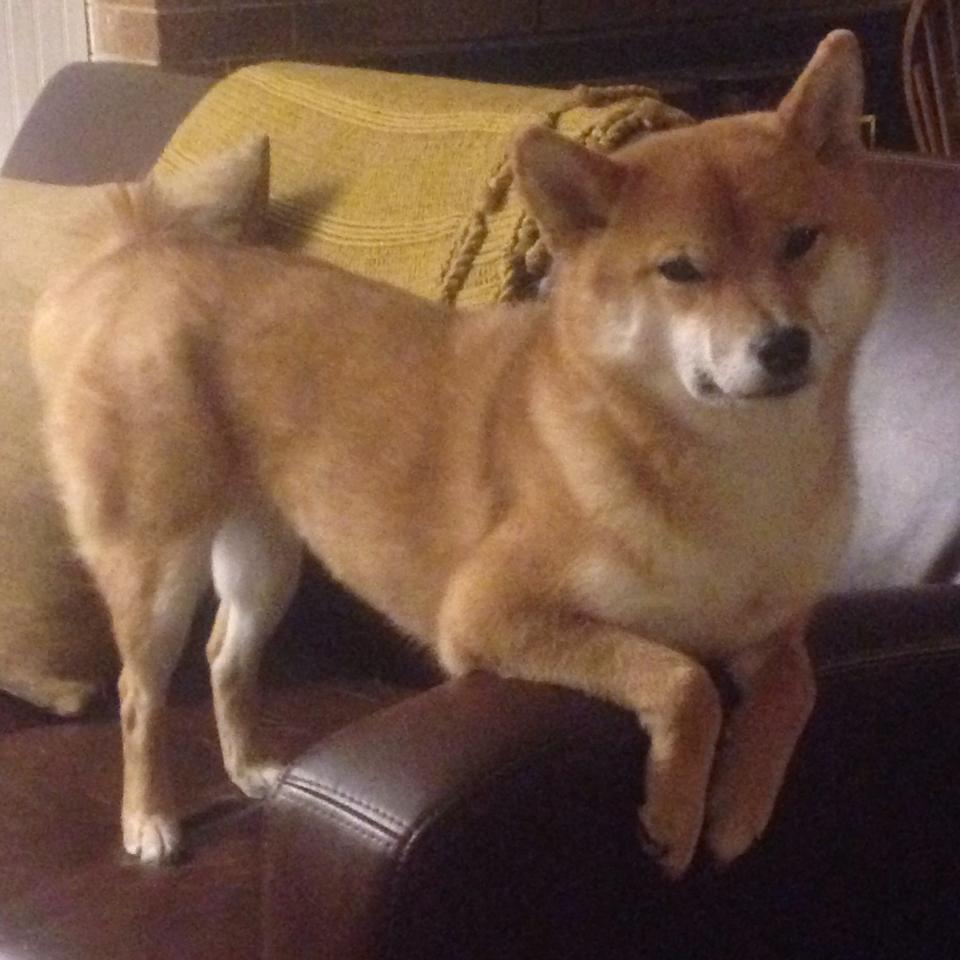 开云体育app入口-维尔·冯·威克：不惧对抗，凭借力量和技巧为南非队攻破敌防，维尔纳冯西门子简介