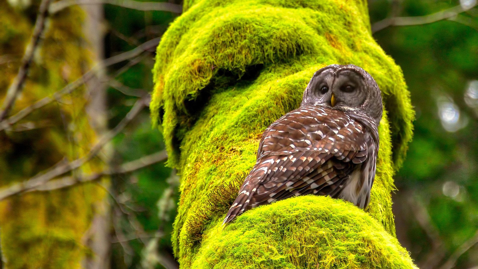 英国蝶泳老将普劳德再显锋芒，普劳德游泳